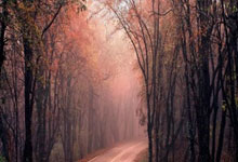 财政部政府采购指导性案例电梯采购情况，2020年政府采购电梯服务十强